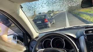 Inside a starling murmuration