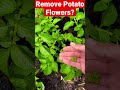 potato plants flowering what to do gardening organic shorts