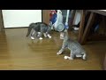 小脳形成不全の子猫、みんなと遊びたいけどなかなか難しいね