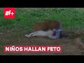 Niños hallan feto mientras jugaban en un parque de Chihuahua - N+