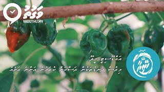 𝐕𝐀𝐆𝐔𝐓𝐇𝐔 𝐇𝐄𝐘𝐑𝐈𝐘𝐀𝐀 | Addu City Meedhoo: Mirus Dhanduthakun Raskan Kuramun Anna Rasheh