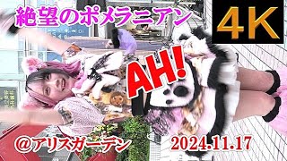 絶望のポメラニアン【４K,縦動画】2024.11.17・AH!・アリスガーデン