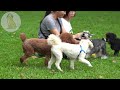 dog tv videos entertain with music prevent boredom u0026 anxiety for dogs home alone music for dogs