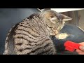 猫あごニキビ。黒い汚れを取る方法考えてみた！【猫動画】