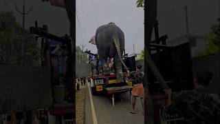 വാലിൽ പിടിച്ചു വലിക്കണ്ട ഞാൻ ഇറങ്ങാം 🥰 chandru