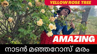 നാടൻ  മഞ്ഞ റോസാ  മരം  / nadan  yellow  Rose