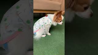 猫背イーヌ #shorts