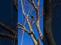 silver maple removal u0026 boxed in with wires treeclimber climberchrisg treework