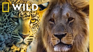 🔴 LIVE: Predator Battles: Lions vs Leopards vs Hyenas | Savage Kingdom Livestream | Nat Geo Animals