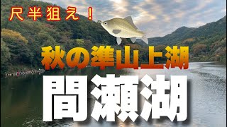 秋の準山上湖 間瀬湖 【へらぶな釣り】