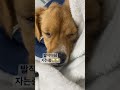 너무 피곤한 개🤦‍♂️🤦‍♂️ 강아지일상 dog 강아지 cute sleepydog