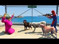 Scary Teacher 3d - Miss'T vs Spiderman (The Animals Killed Miss'T ) - Game Animation