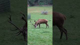 Sehr schöner Hirsch mit großem Geweih 🦌 Amazing beautiful deer #deer #hirsch #cervo