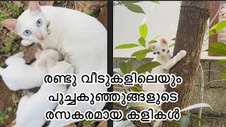 രണ്ടു വീടുകളിലെയും പൂച്ചകുഞ്ഞുങ്ങളുടെ രസകരമായ കളികൾ 🐈🐈 Faiz World