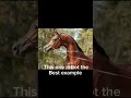 stop over breeding edit horseriding horses arabians overbreeding anti horse abuse🚨