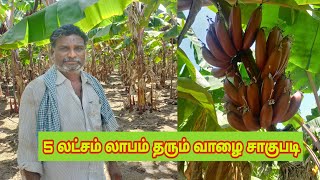 5 லட்சம் வரை லாபம் தரும் வாழை சாகுபடி விவசாயி அசத்தல் | Banana Farming Tamil BANANA TREE CULTIVATION