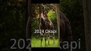 2024 okapi and 5000bce okapi #animals #okapi #trending