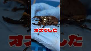 【ティティウスシロカブト羽化掘り出し】#beetle #クワガタ #カブトムシ #カブトムシ飼育 #カブト虫 #昆虫観察 #ティティウスシロカブト#羽化掘り出し