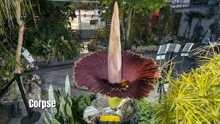 The Enigmatic World of the Corpse Flower: Nature’s Rarest Bloom