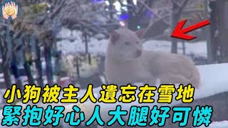 小狗被主人遺忘在雪地裡，被發現時瘦骨嶙峋就快餓死，怕被再次拋棄緊抱大腿好可憐！