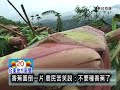 100920香蕉園倒一片 農民苦笑說：不要種香蕉了.mpg