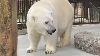 プールの水を気にしながら過ごすしろくまピースpolarbear🌈とべ動物園2020年7月28日