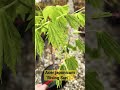 Beautiful Japanese Maples with Big Leaves! Acer japonicum ‘Rising Sun’