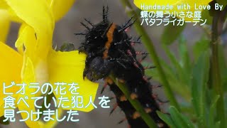 ビオラの花を食べていた犯人を見つけました！