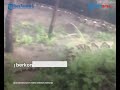 video detik detik penampakan ular piton super raksasa di kalsel disebut pernah muncul saat banjir