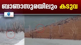 Tiger in Banasura Sagar Dam | ബാണാസുര അണക്കെട്ടിലൂടെ നീന്തി പോകുന്ന കടുവയുടെ ദൃശ്യങ്ങൾ