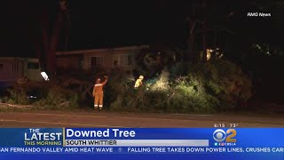 Massive Tree Goes Down In Whittier