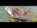 sensational swans watermead country park leicester uk wild life soar♥︎♡♡♡ 4k