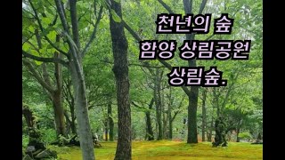 천년의 숲  상림공원 함양 상림숲 공원의 봄 여름 가을 겨울 사계절 지리산여행 꼭 들러봐야할곳  함양 여행  사진찍기 좋은곳