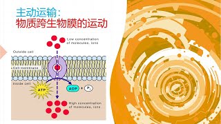 主动运输：物质跨生物膜的运动 (Chinese) 在四分钟内