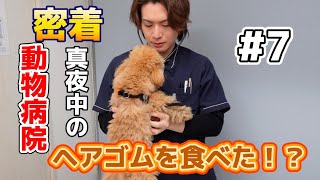 救え！動物たちの命　24時間動物病院に密着！#7