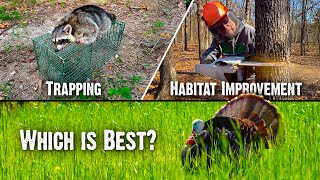 Trapping vs. Habitat Work: What's Better for Turkey Populations?