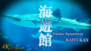 【海遊館】見所10選