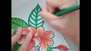 วาดดอกลีลาวดี drawing Plumeria