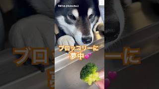 目が真剣😂ブロッコリー欲しい柴犬が面白い　#柴犬　#黒柴　#犬　#おもしろ #犬のいる暮らし