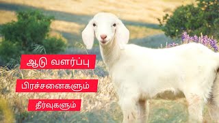 ஆடு வளர்ப்பு: பிரச்சனைகளும் தீர்வுகளும் | Business Plan | Money Machi | Money Saving Tips