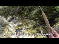 tenkara　長良川某支流アマゴの谷源頭　テンカラ＃11