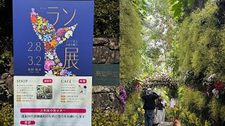 高知牧野植物園、恒例の蘭展3月2日まで￼￼￼￼