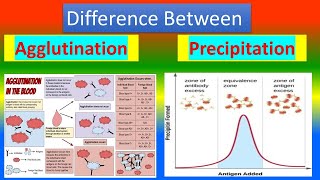 Difference Between Agglutination and Precipitation