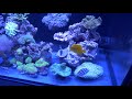 vlog 32 soft coral reef