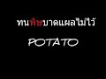 ทนพิษบาดแผลไม่ไหว potato