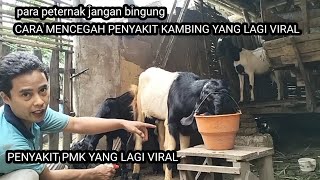 cara mencegah penyakit peternak sapi dan kambing yang lagi viral//penyakit PMK yang lagi populer