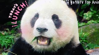 圓仔姐姐開心上班認真吃竹葉，可可愛愛|熊貓貓熊The Giant Panda Yuan Yuan and Yuan Bao|台北市立動物園