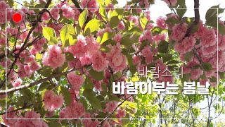 봄의정원 무스카리와 제비꽃,철쭉,황매화,겹벚꽃,바람소리 ㅣ마리의정원