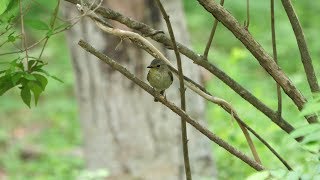 河口湖フィールドセンターのキビタキ（雄・若鳥）その８（4K60P動画）