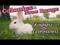 Colonies & Free Ranging Rabbits Kindness or Carelessness